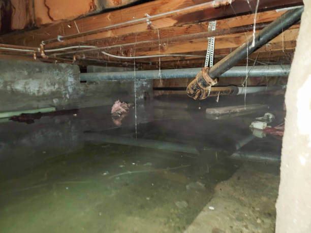 Best Local water damage restoration  in Vidor, TX